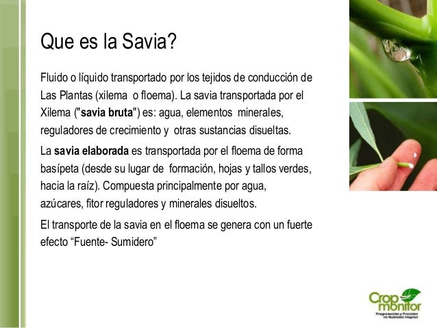 que es la sabia que es la sabia